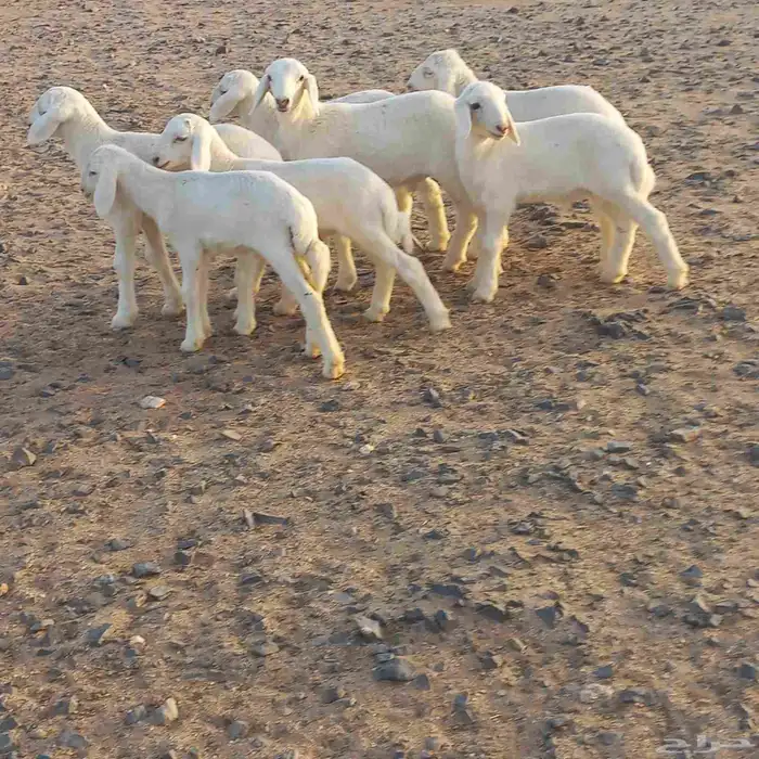 دواغير حري خرفان 3