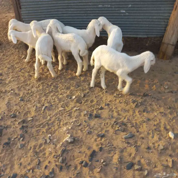 دواغير حري خرفان 5