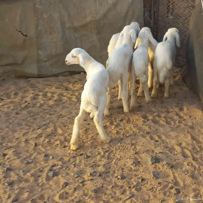 دواغير حري خرفان 4
