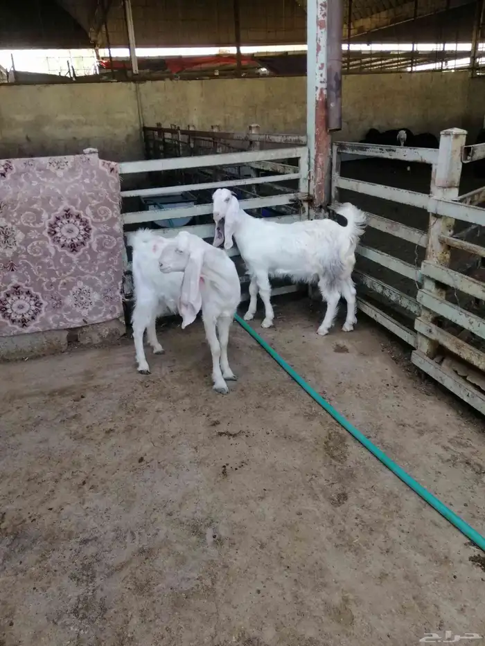 جفرات مشاريك 4