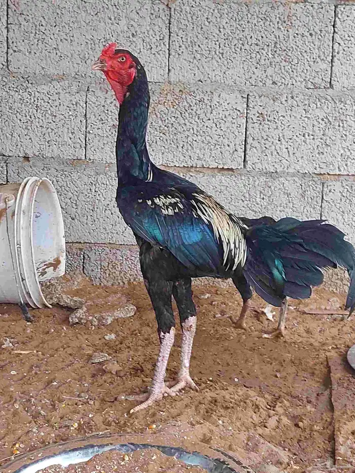 ديك هجين شامو 0