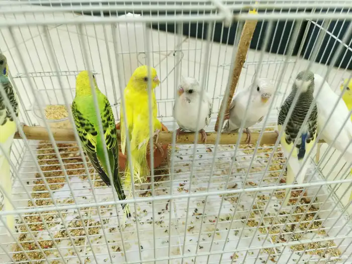 طيور بادجي 12