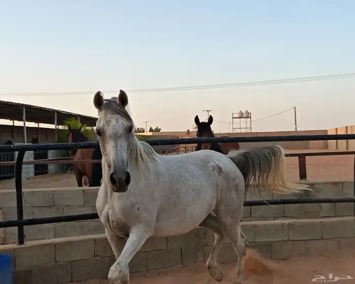 فرس شعبية للبيع 3