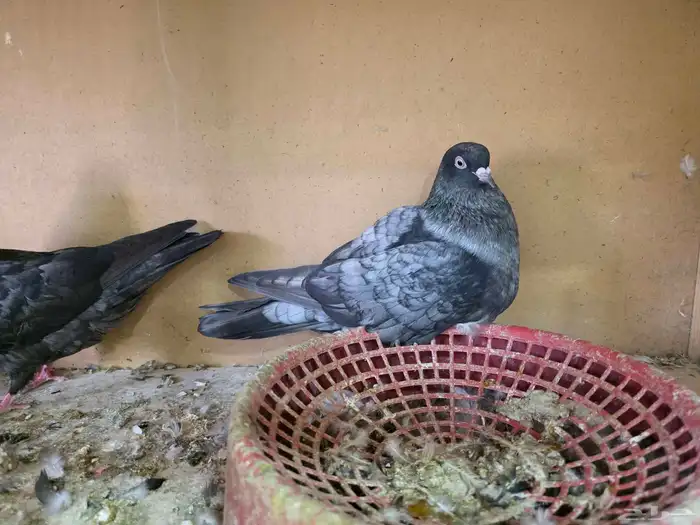 جوز قطايف لون مميز 0