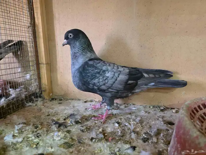 جوز قطايف لون مميز 1