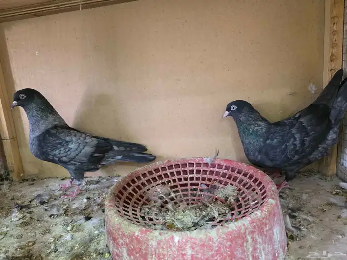جوز قطايف لون مميز 2