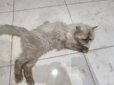 بسه هملايا العمر ثلاث سنين 0