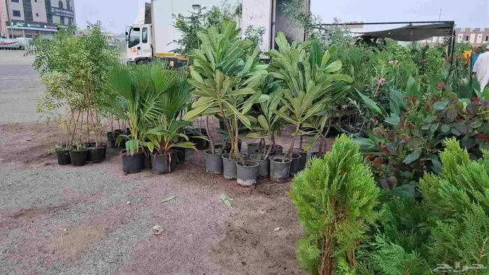 بدأموسم الغرس بيع شتلات جميع الأشجار زينه وظل وثمر 3