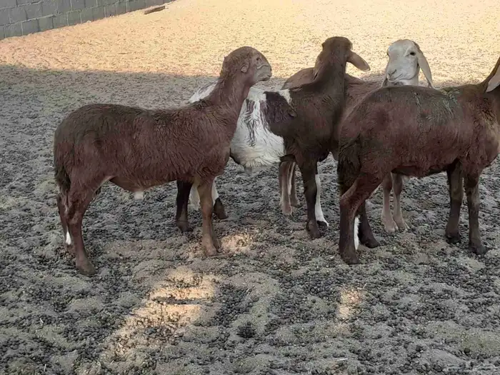 سواكن في المجمعه 2