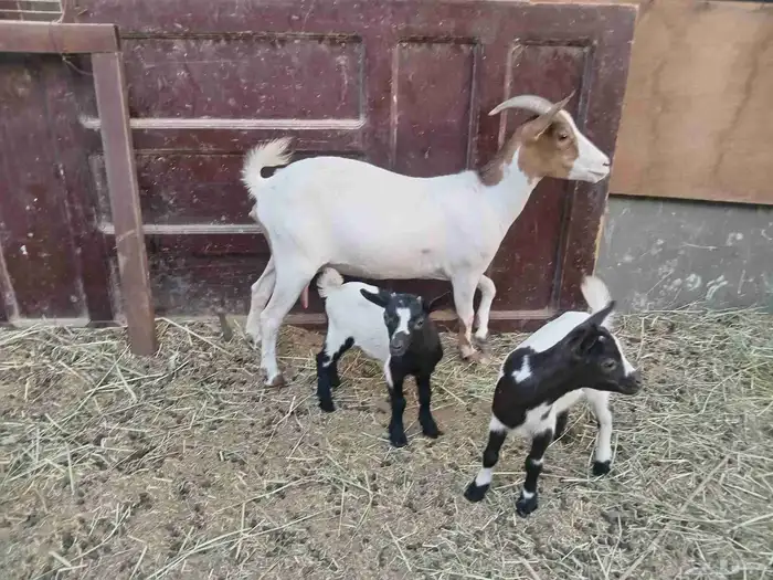شكيه يتبعها اثنين تيس وجافره 0
