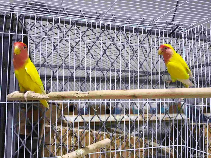 زوج روز 1