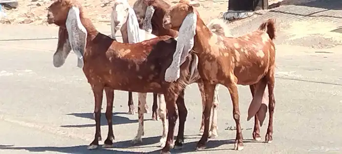 معزه هولنديات العدد 3 وفحل مضاريع 0