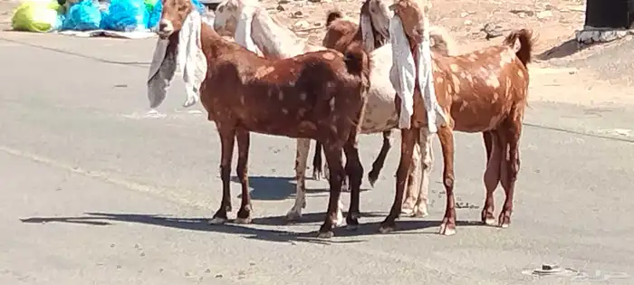 معزه هولنديات العدد 3 وفحل مضاريع 5