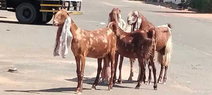 معزه هولنديات العدد 3 وفحل مضاريع 7