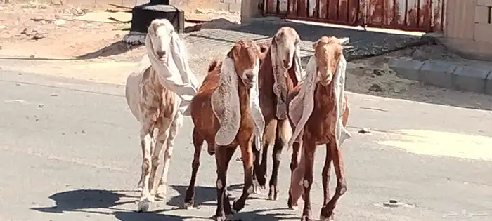 معزه هولنديات العدد 3 وفحل مضاريع 1