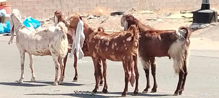 معزه هولنديات العدد 3 وفحل مضاريع 3