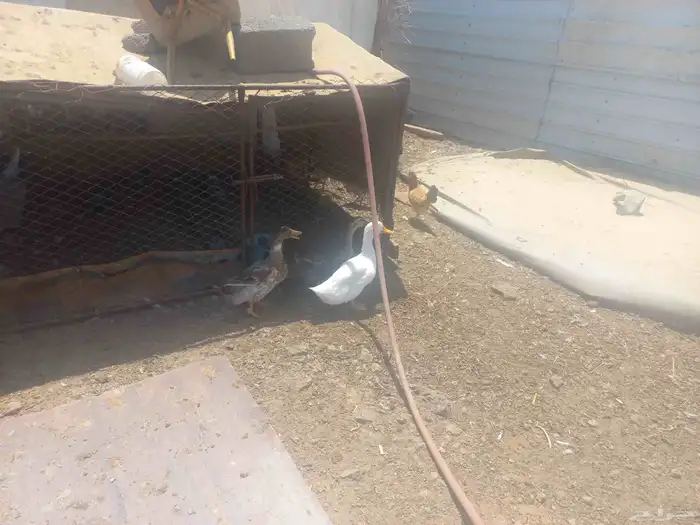 بط بكيني 0