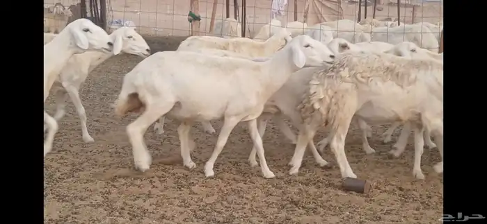 ضان حريه مراح مفاصيل علي ولاده 8