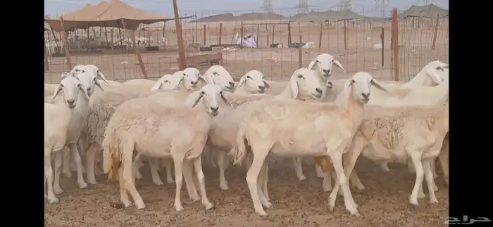 ضان حريه مراح مفاصيل علي ولاده 4