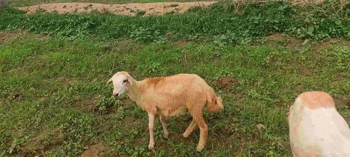 دخل على السوم 1