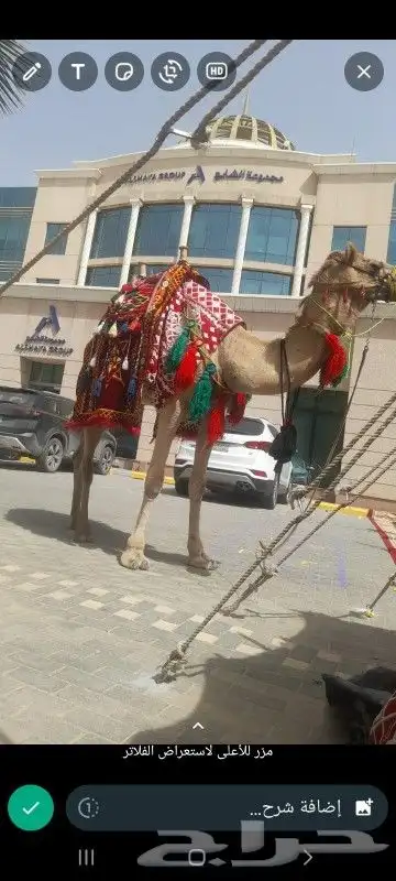 جمال لليجار وخيل 5