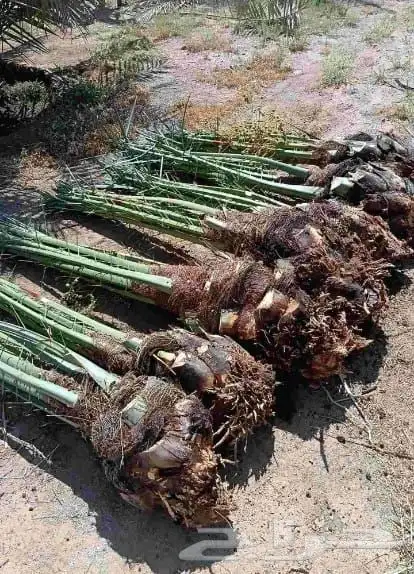 شبك شبوك مزارع وجميع الشبوك وتوريد نخيل 2