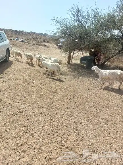 ضان العدد 53 بالفحل التبع 28 1