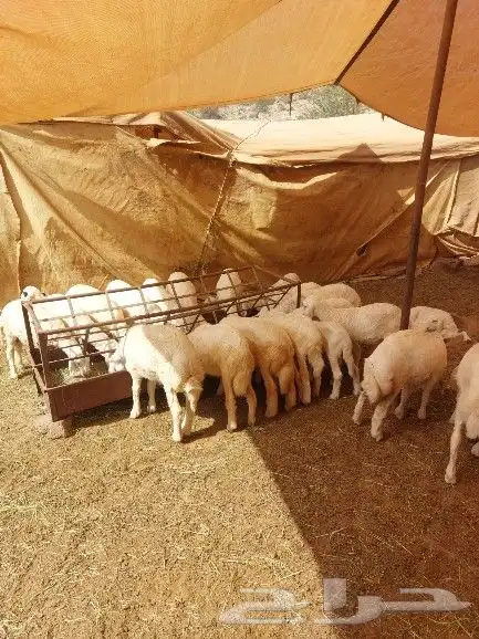 ضان العدد 53 بالفحل التبع 28 4