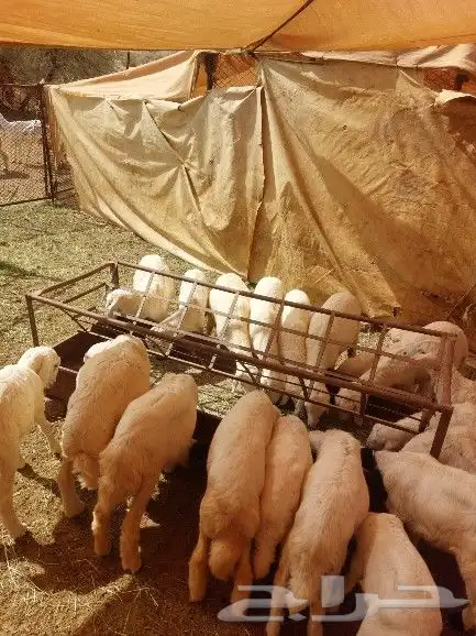 ضان العدد 53 بالفحل التبع 28 3