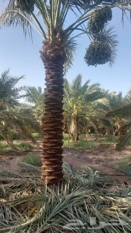 مقاول نخيل عربي وواشنطن 0