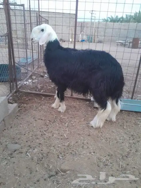 مشروع فحل نجدي صنف عمره ثمان شهور ماهديته بالحلال 4