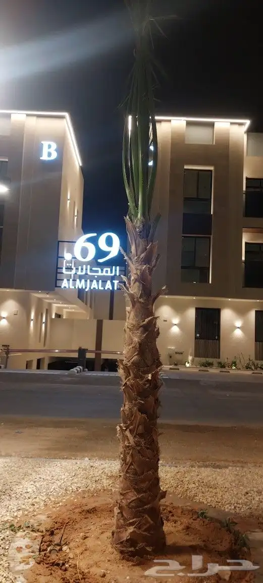جهنمية ملون تايلندي ونخيل واشنطن زينه ونخل مثمر بلدي للبيع 6