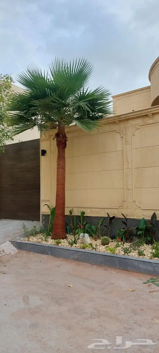 جهنمية ملون تايلندي ونخيل واشنطن زينه ونخل مثمر بلدي للبيع 4