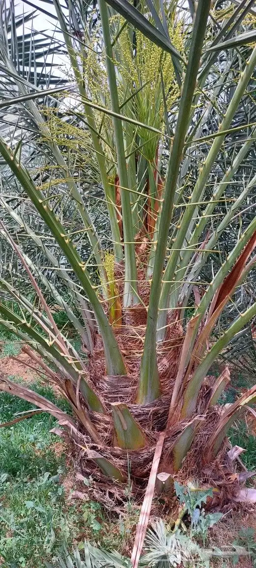 جهنمية ملون تايلندي ونخيل واشنطن زينه ونخل مثمر بلدي للبيع 5