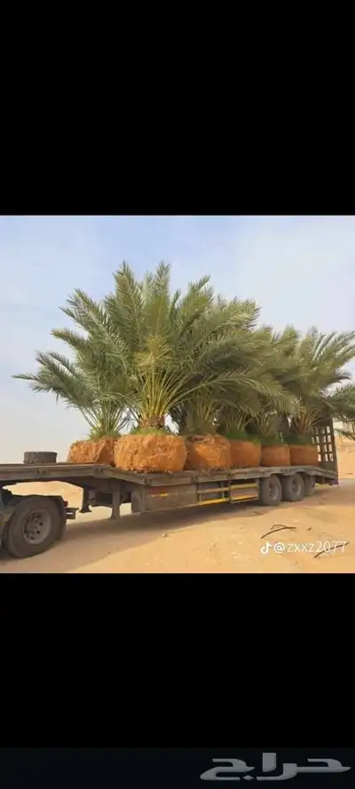 نخيل الزلفي الغاط المجمعه سدير القصيم index