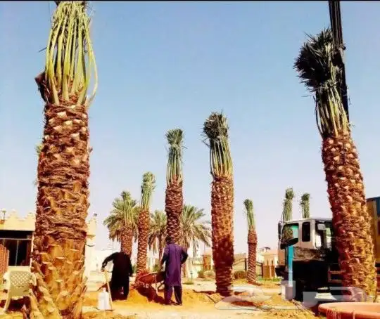 مقاول نخيل عربي وواشنطن 3