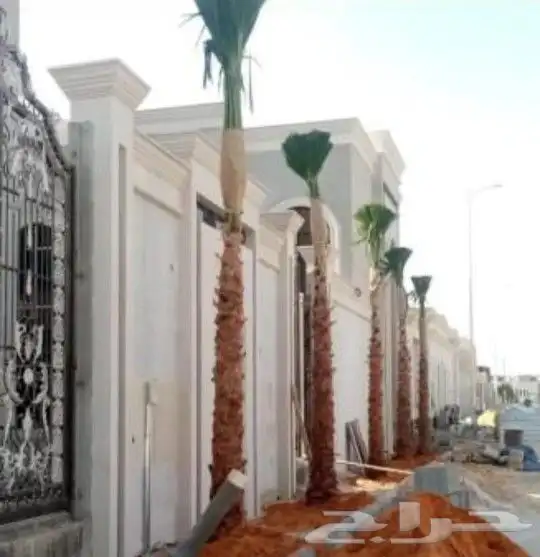 مقاول نخيل عربي وواشنطن 4