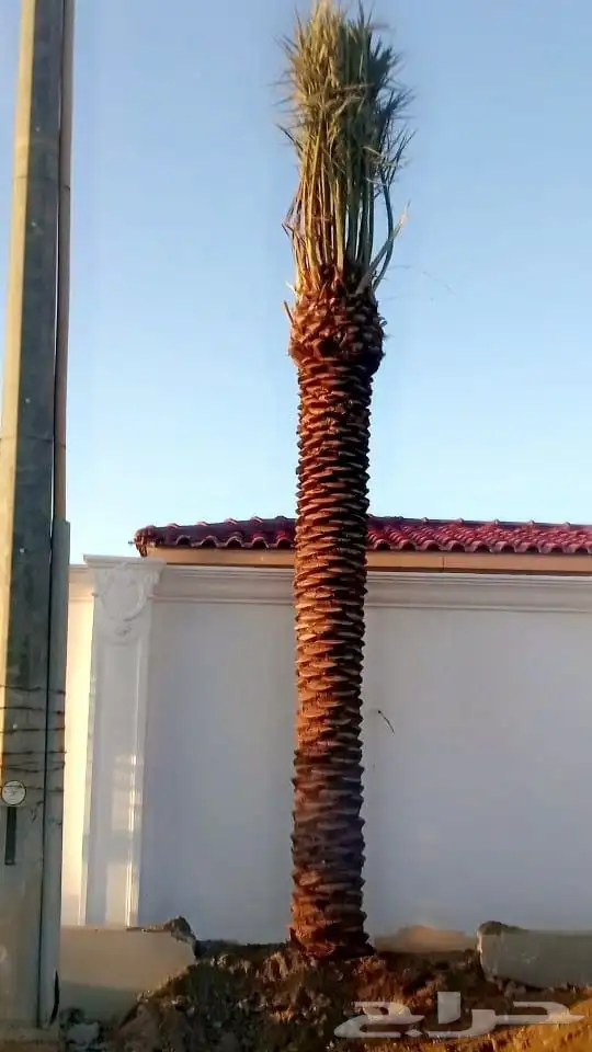 نخيل للبيع مكه جده 5