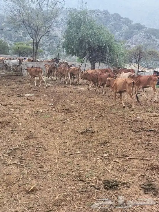 بقر للبيع خبيش العدد 17 0