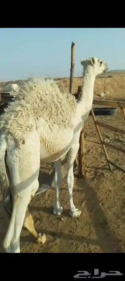 البيع قعود عمرا 5اشهور تحت امه index