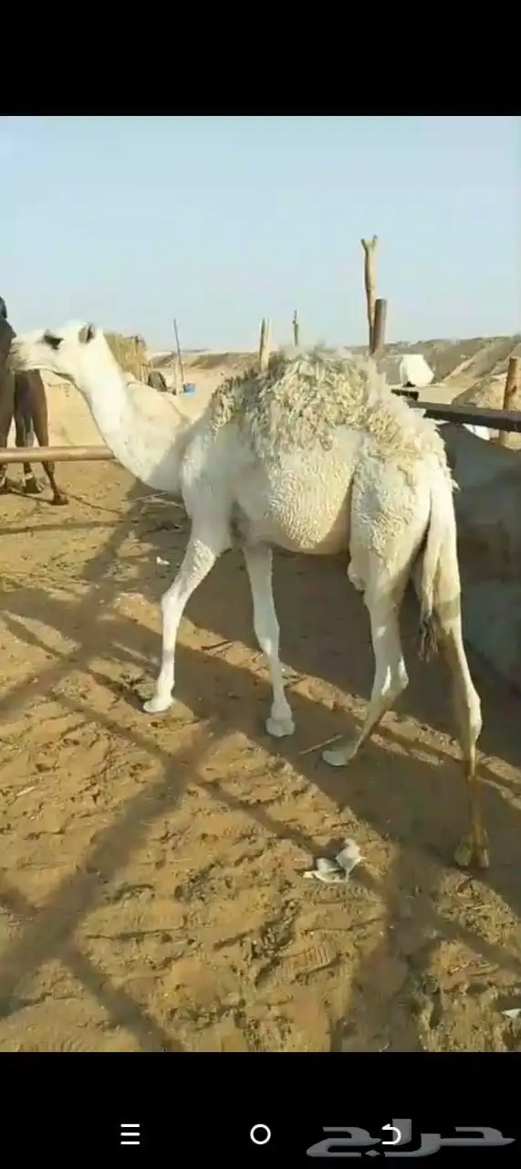 البيع قعود عمرا 5اشهور تحت امه 0