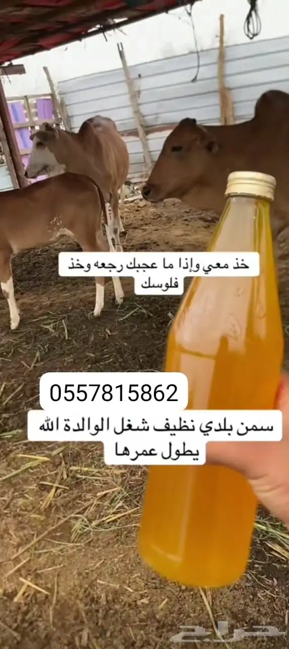 سمن بقر بلدي مضمون 0