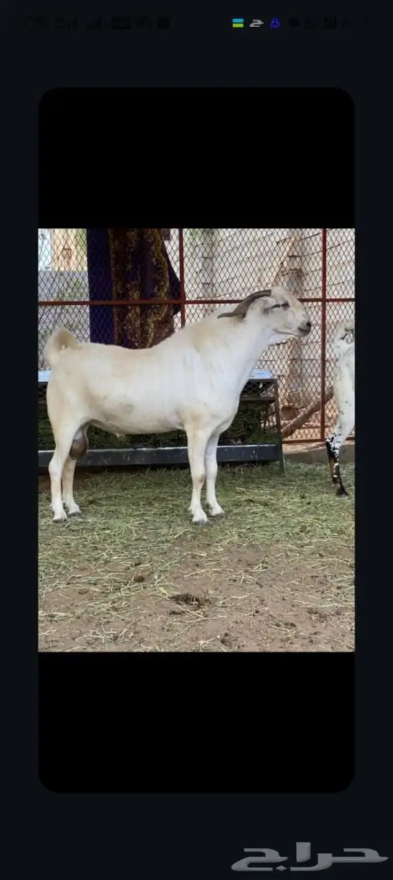 تيس بيشي على السوم 1