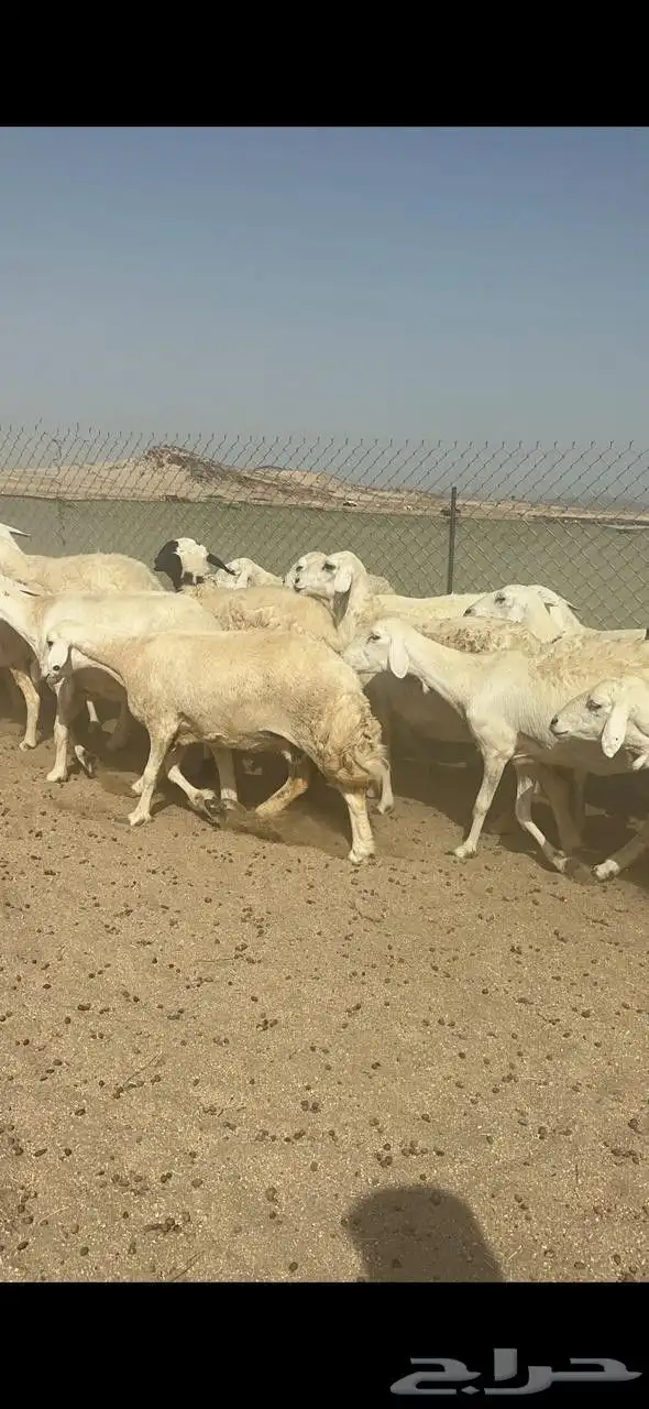 غنم حريات جنب دفيع كلها على ولادة 3