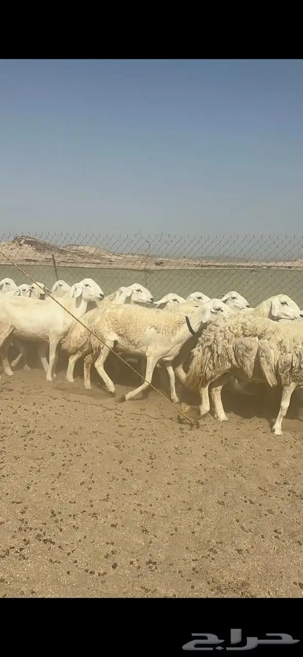 غنم حريات جنب دفيع كلها على ولادة 2