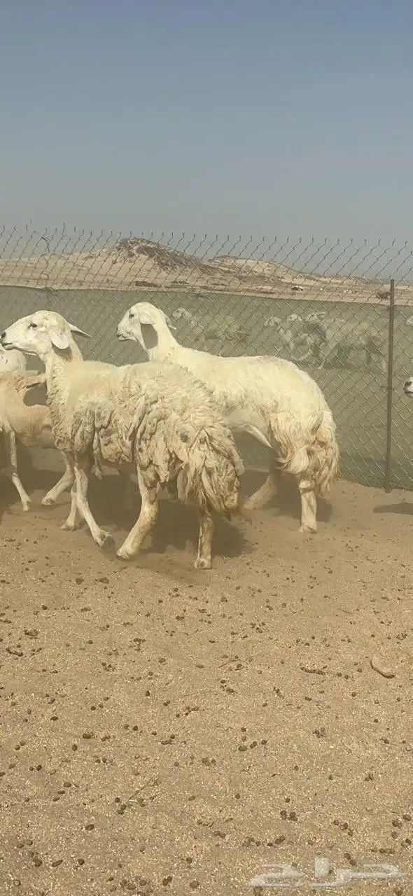 غنم حريات جنب دفيع كلها على ولادة 4