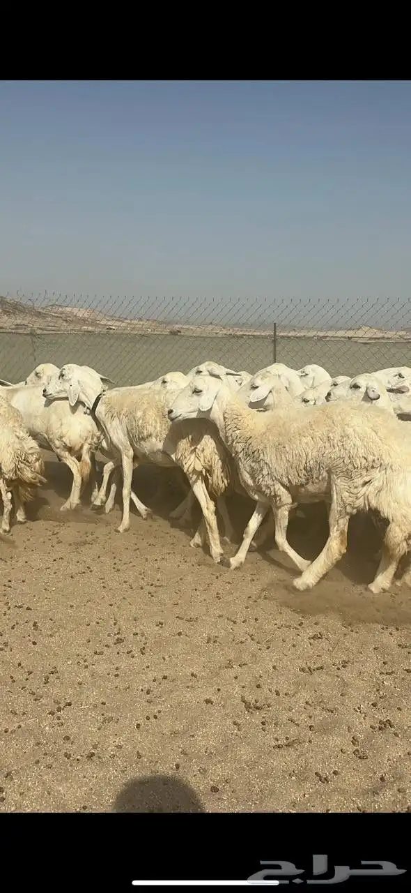 غنم حريات جنب دفيع كلها على ولادة 1