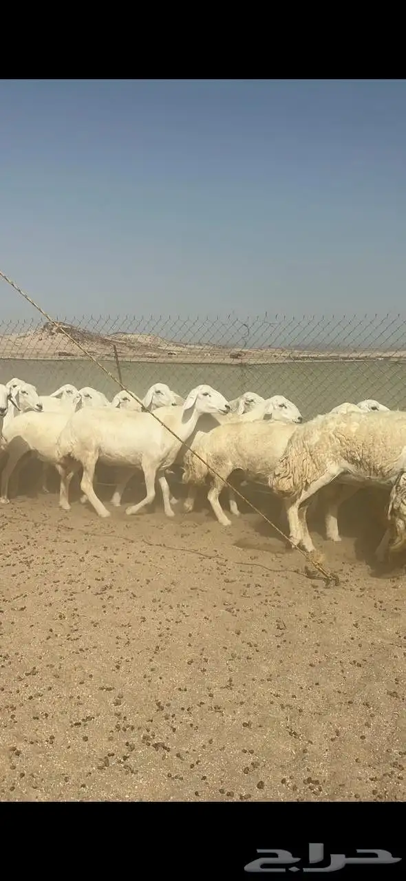 غنم حريات جنب دفيع كلها على ولادة 0