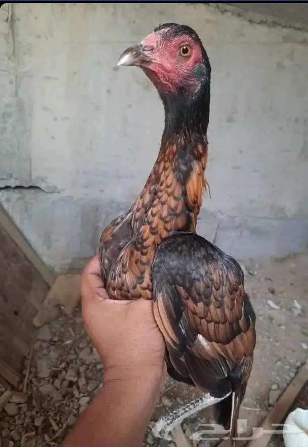للبيع ديك و دججتين سندي دجاجه موليه مشجر 2