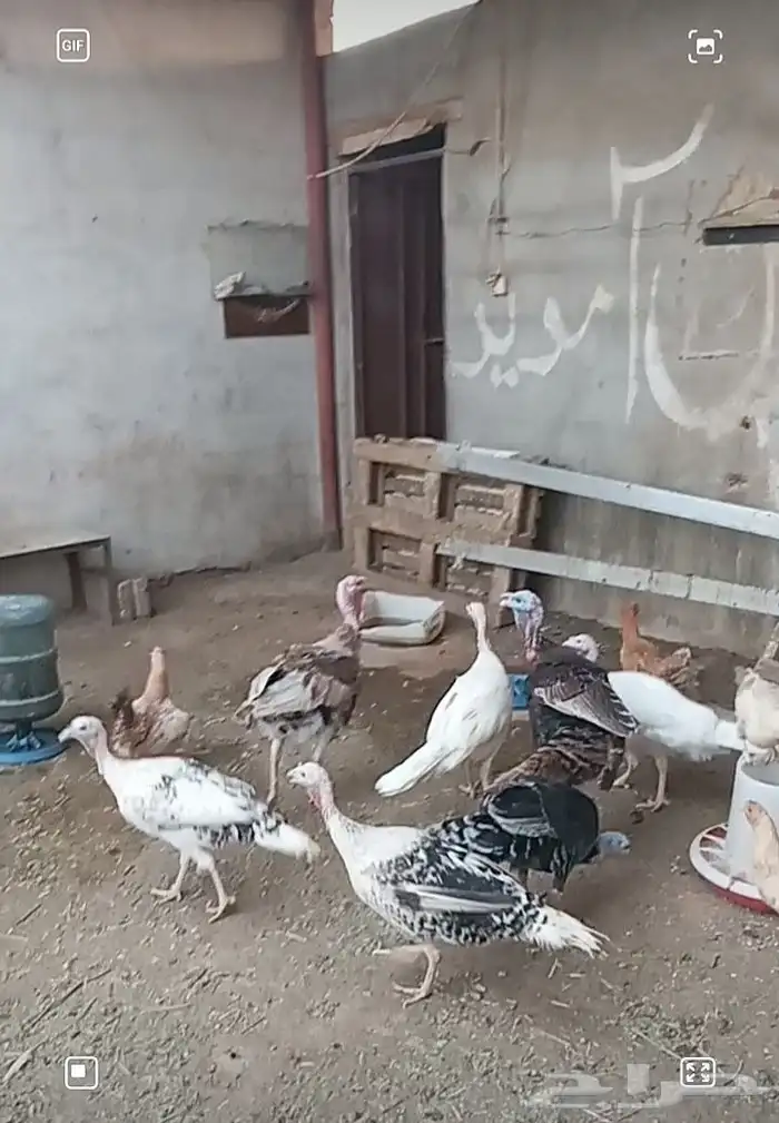 دجاج وديوك رومي 1